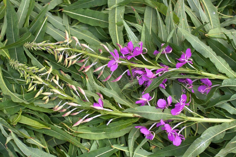 Leaves and flowers willow-herb (Ivan-tea) .