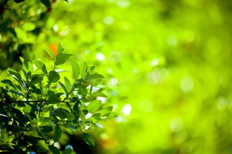 Leaves in the foreground