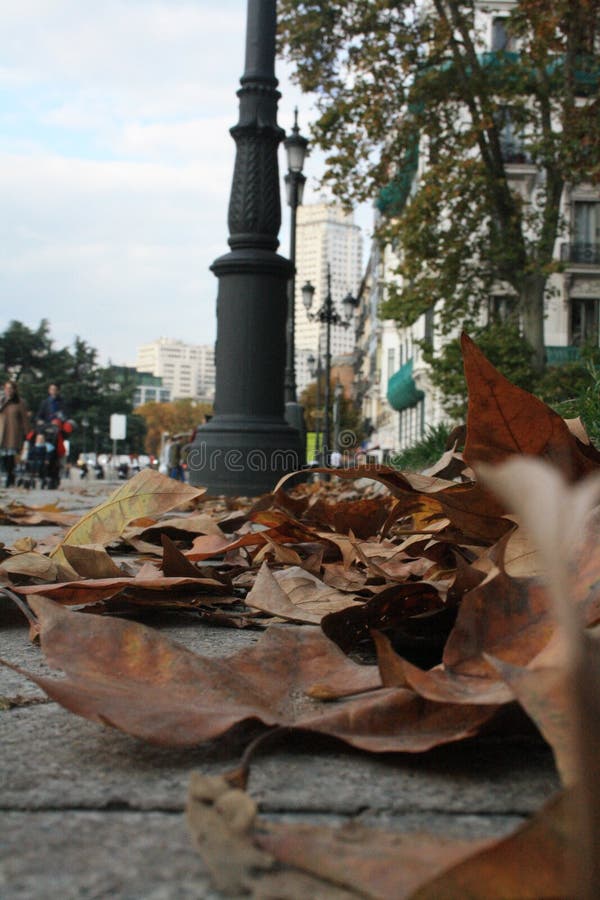 Leaves foreground royalty free stock photo Leaves foreground royalty free stock photo