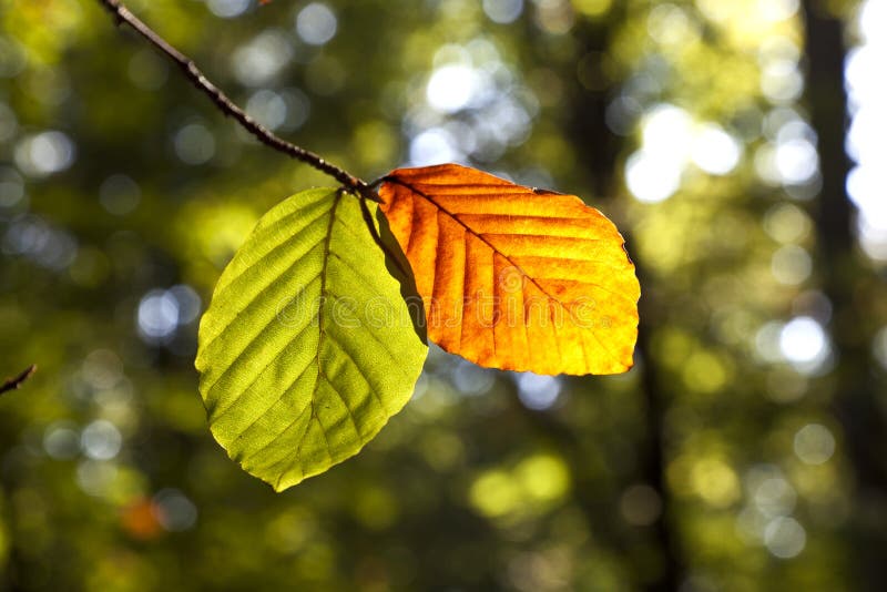 Leaves in forest in harmony