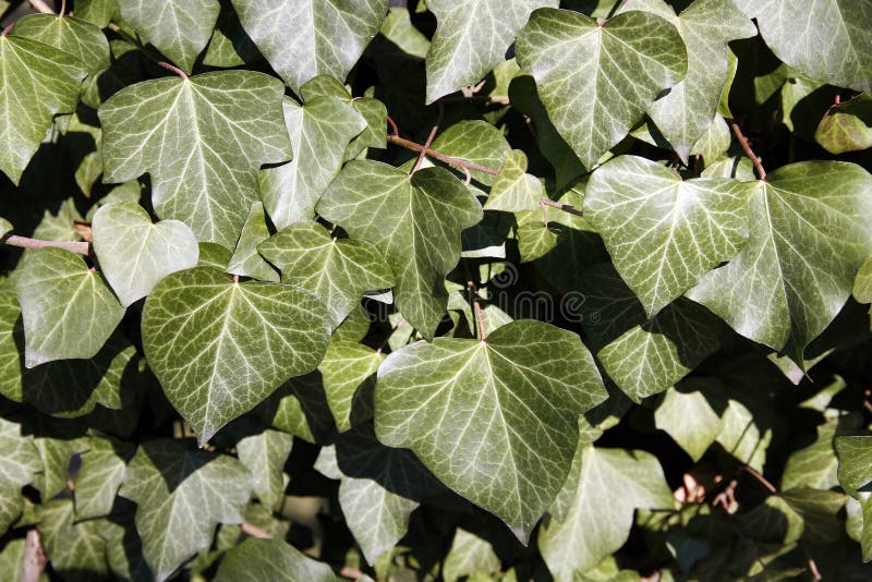 Leaves of Fresh Green Ivy As Wallpaper Stock Photo Image of plant