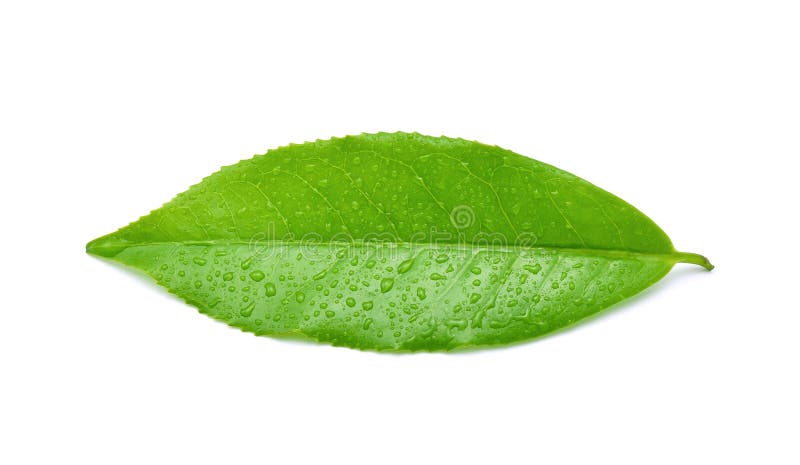 Leaves Fresh green tea with drops of water isolated on white background