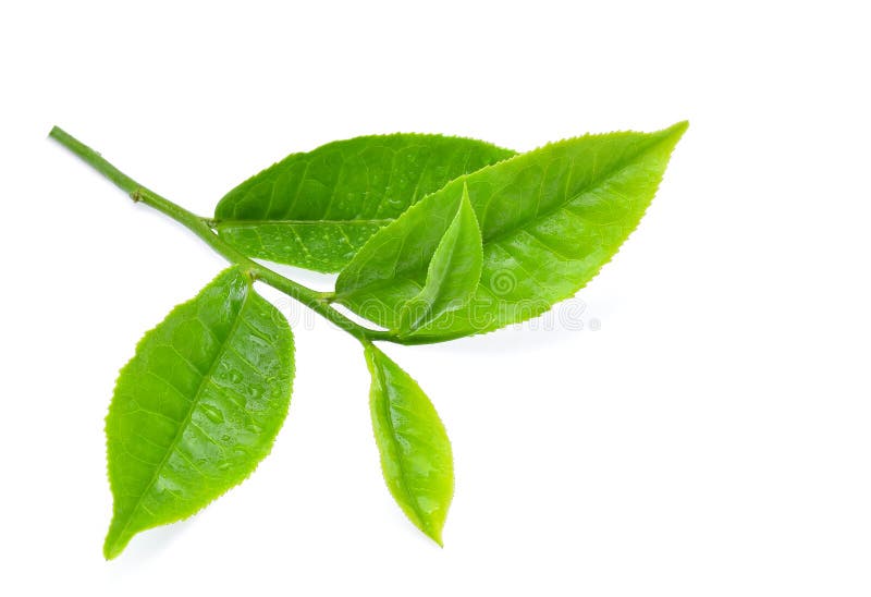 Leaves Fresh Green Tea with Drops of Water Isolated on White Background