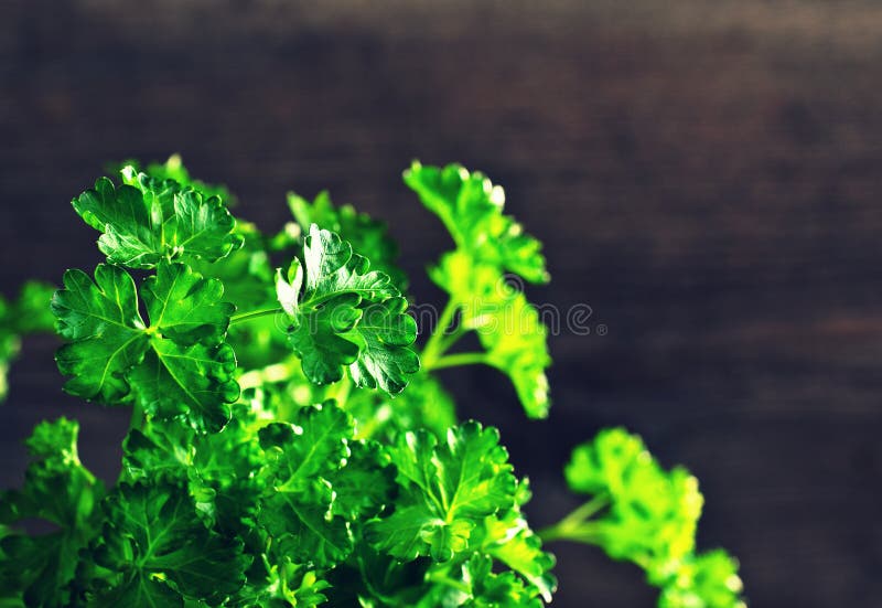 The Leaves of Fresh Parsley Stock Photo Image of board, natural 49622384