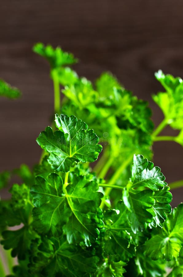The Leaves of Fresh Parsley Stock Image Image of agriculture