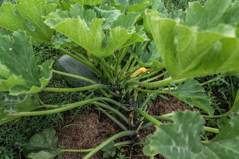 Green Zucchini Grows on a Garden Bed Stock Image Image of growing