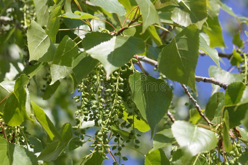 Leaves and fruits of a Canadian poplar Populus x canadensis