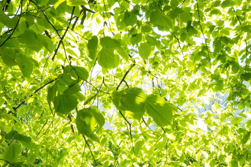 Leaves för acaciabakgrundsgreen arkivbild
