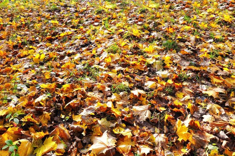 Background of colorful autumn leaves covering the ground. Background of colorful autumn leaves covering the ground