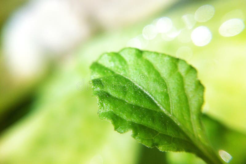 Leaves in garden stock image. Image of leaf, closeup - 45364169