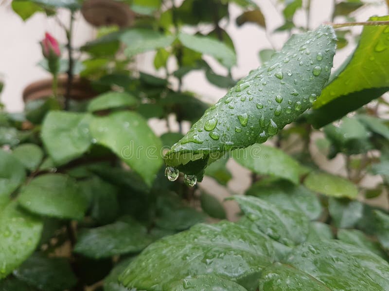 Leaves go green drop lets pf water stock image image of green drop