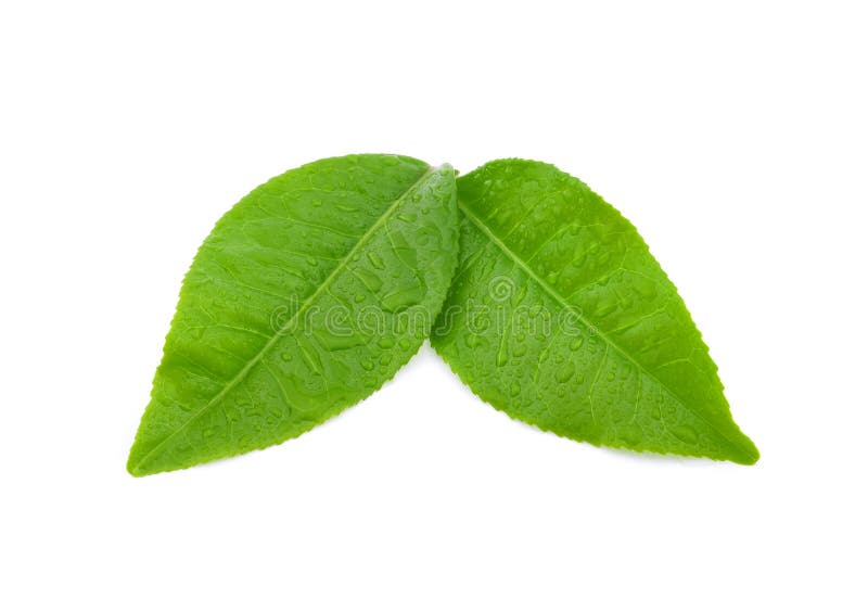 Leaves green tea with drops of water isolated on white background