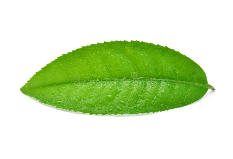 Leaves green tea with drops of water isolated on white background