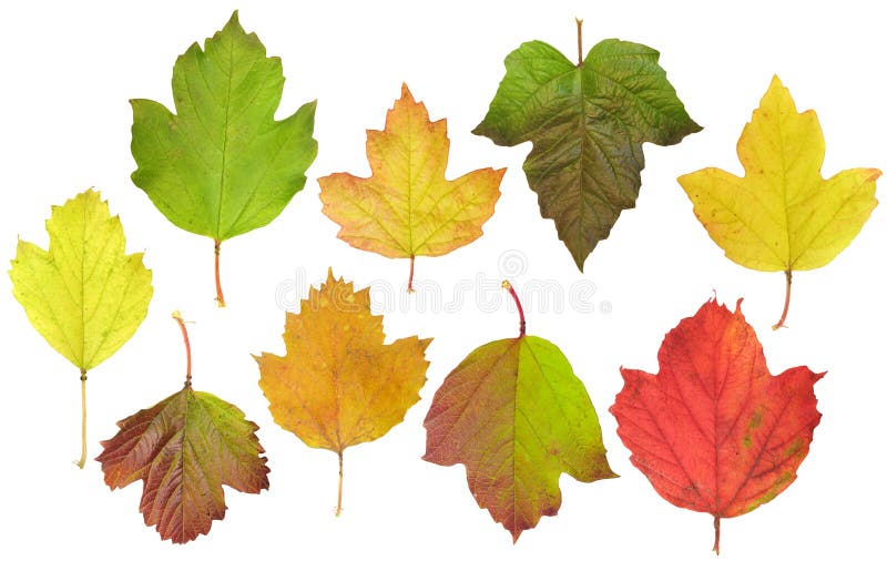 Leaves of a guelder-rose