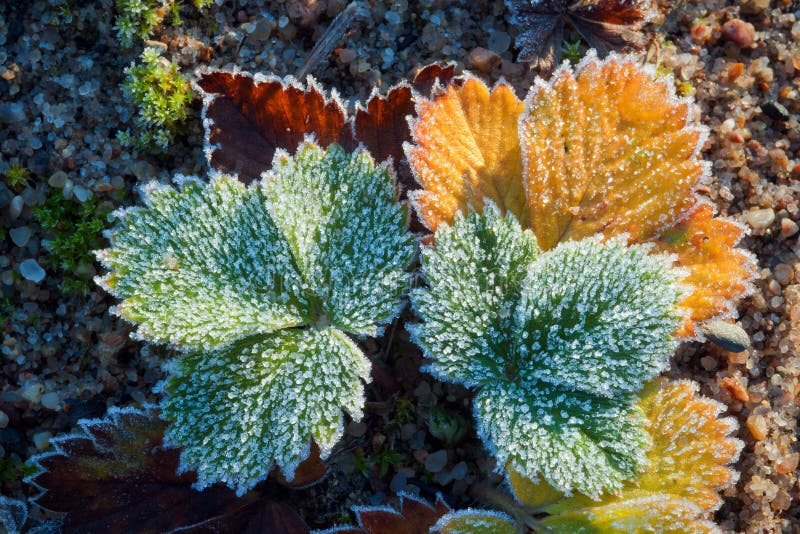 Leaves in hoarfrost