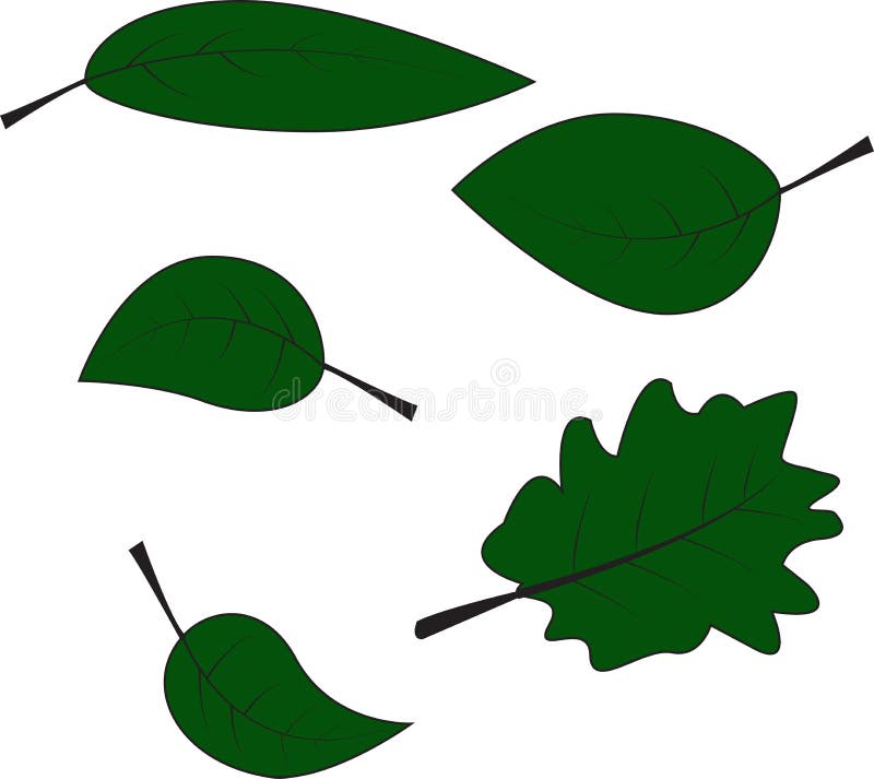 Leaves vector illustration