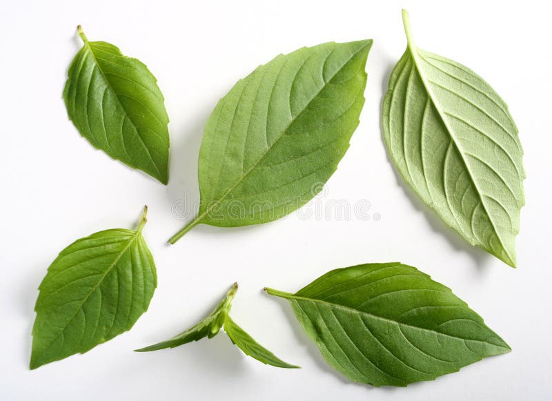 Leaves of Italian basil stock image. Image of flavor, scented 6963251