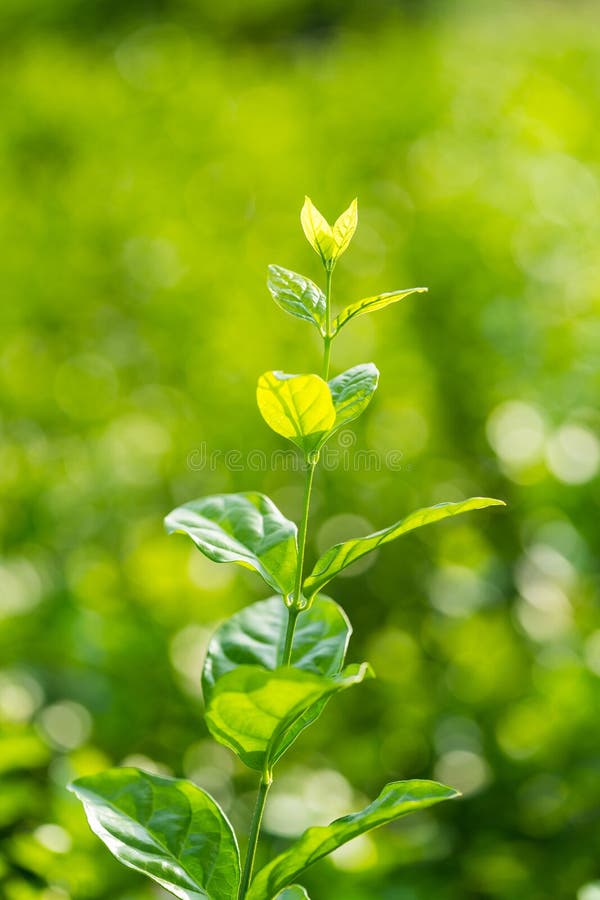 Leaves of jasmine flower stock image. Image of nature 87880085