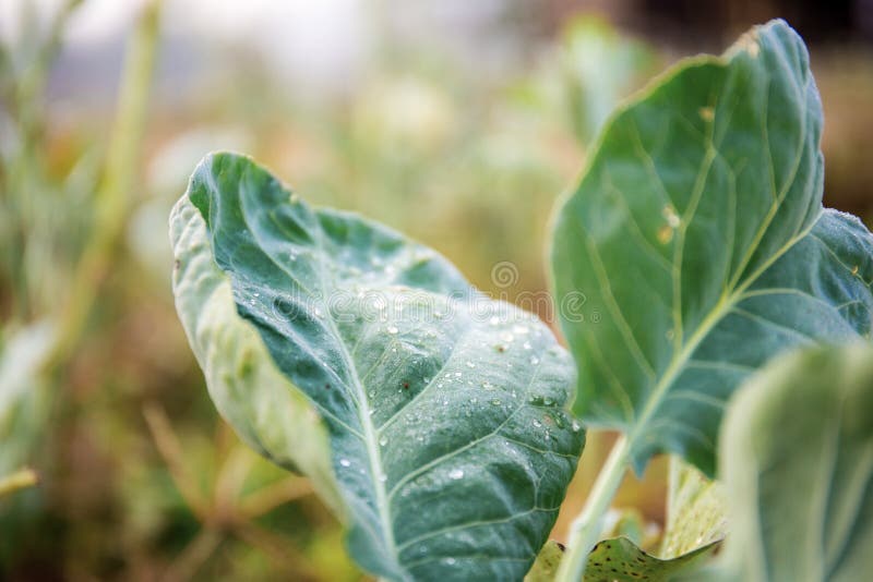 Leaves kale in farm