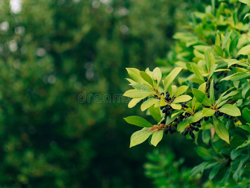 Leaves of laurel and berries on a tree. Laurel leaf in the wild. Flavor, evergreen.