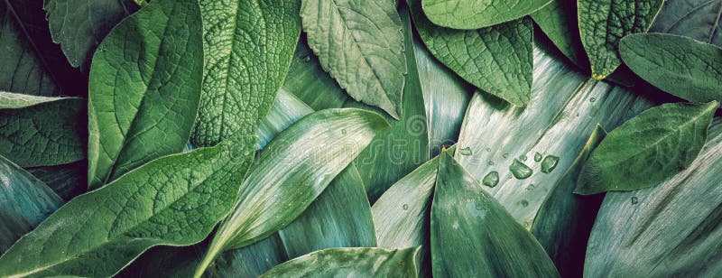 Leaves leaf texture green organic background macro layout closeu stock images
