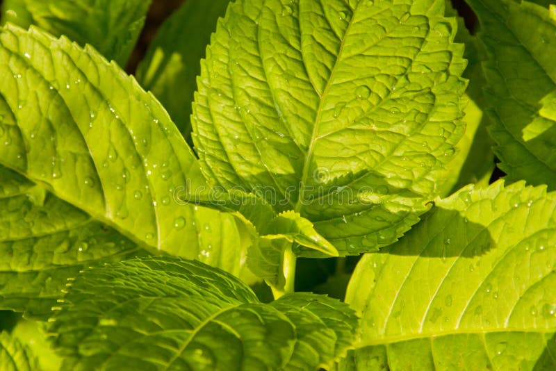 The leaves of lemon balm stock image. Image of sunny 56575789