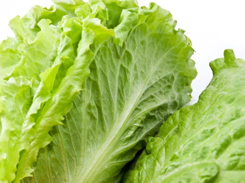 Leaves Lettuce stock photo. Image of miniature, botany - 17578044