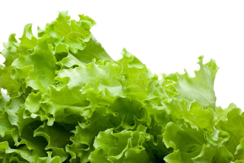 Leaves Of Lettuce Picture. Image 5902236