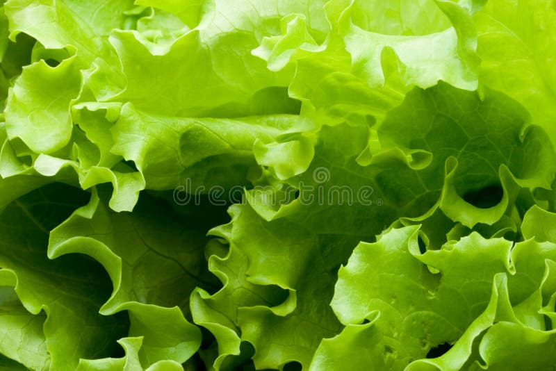 Leaves of lettuce