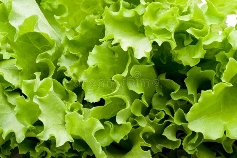 Leaves of lettuce stock image. Image of garden, green - 6043851