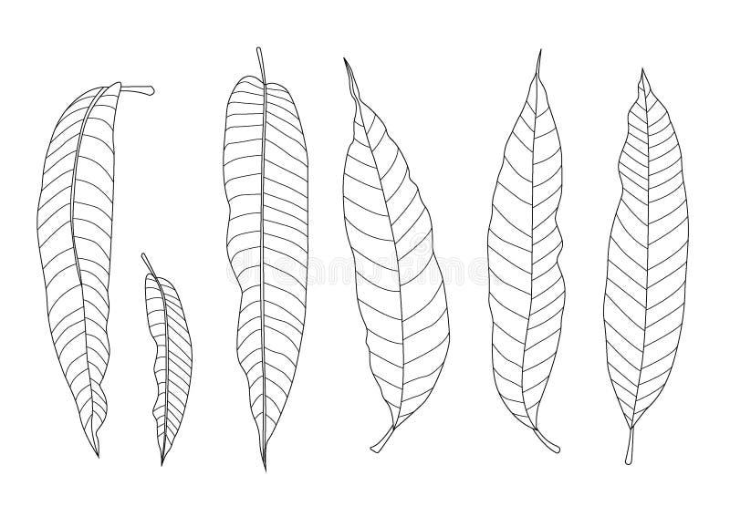 Discover 155+ mango leaves drawing best