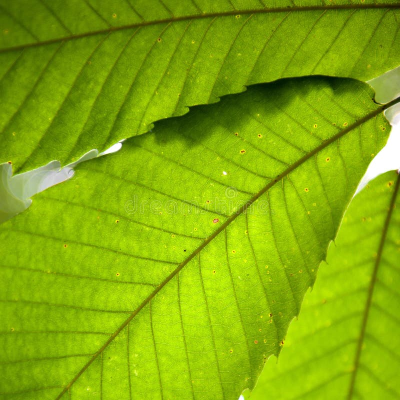 Leaves, macro stock image. Image of green, natural, tree - 49865877