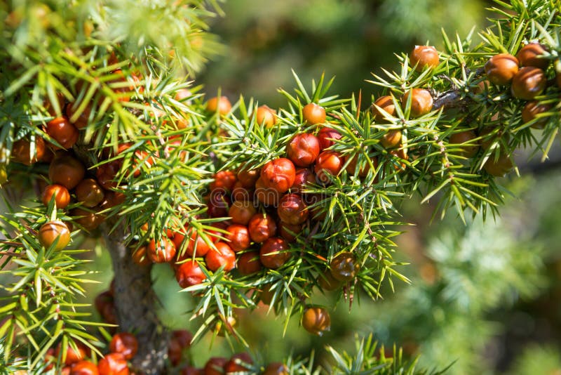 Leaves and mature cones of Juniper Juniperus oxycedrus.. Close-up of Juniper branch with orange-red seed cones in sunlight. Sele stock photos