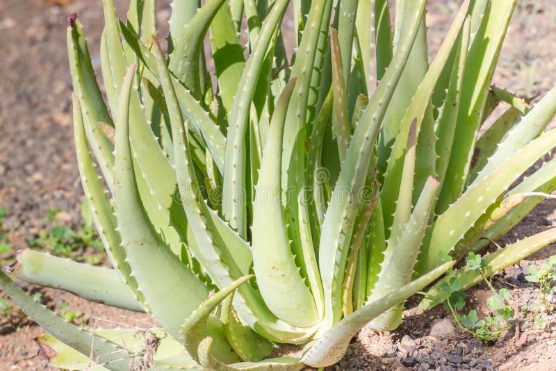 Leaves of Medicinal Aloe Vera Plant Stock Image Image of aloe, macro