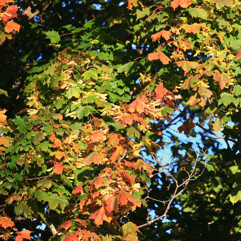 Leaves of Norway Maple (Acer Platanoides) Beginning To Turn Red Stock