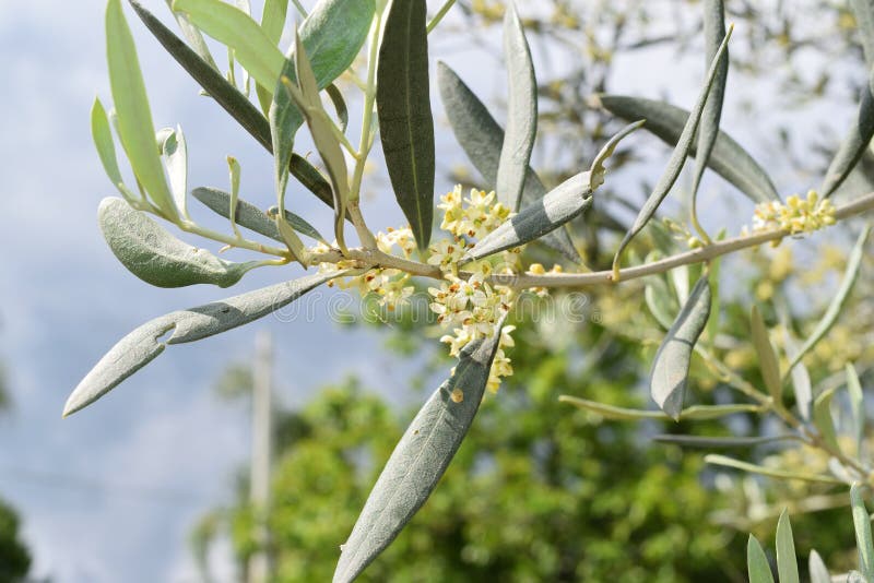 Leaves and olive shoots stock photo. Image of agriculture 92991116