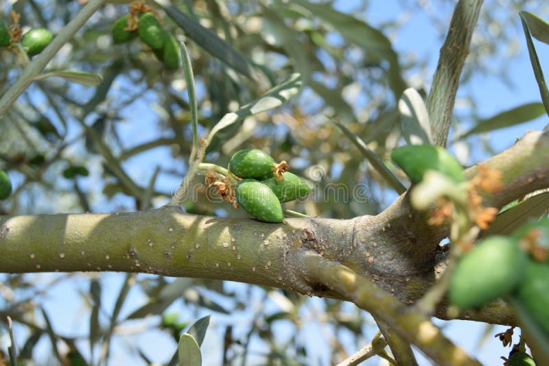 376 Olive Shoots Stock Photos Free & RoyaltyFree Stock Photos from