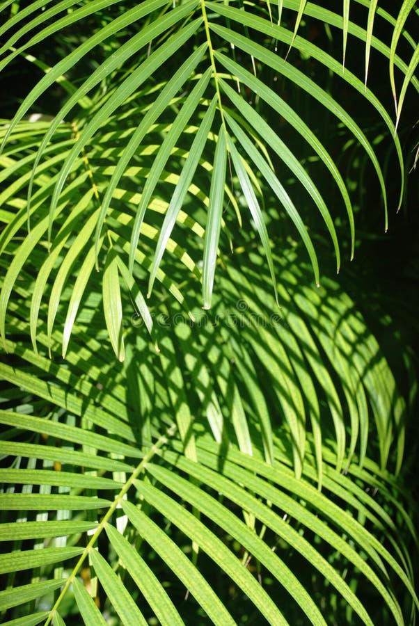 Leaves of a palm tree.