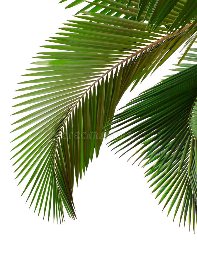 Hojas de palmera un árbol aislado sobre fondo blanco.