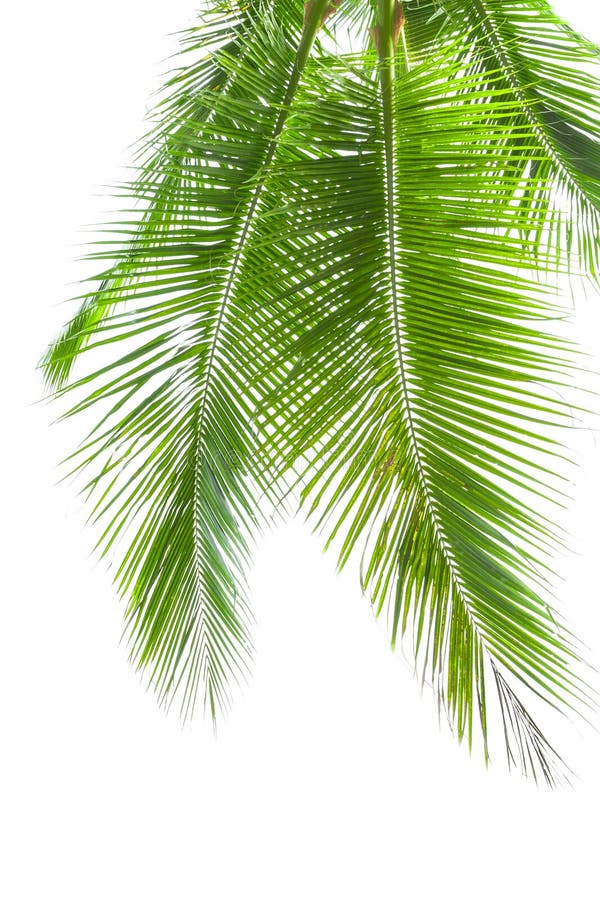 Leaves of palm tree isolated on white background