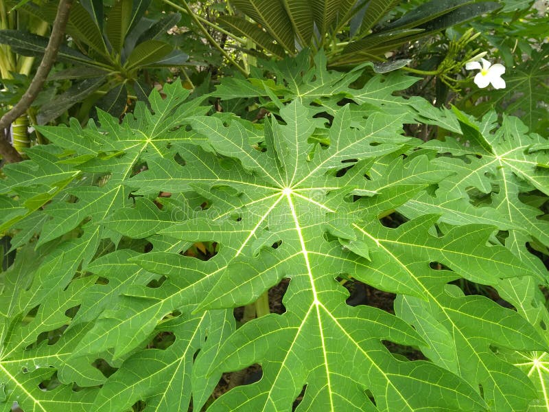 Leaves of papaya tree stock image. Image of cycas, papaya 10723477