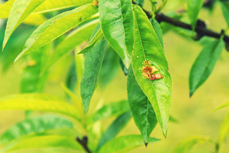 Leaves of a peach tree with red discoloration due to a fungal attack. Branch of a peach tree with leaf curl caused by a fungus.