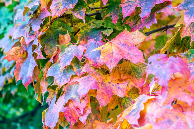 Colorful leaves show the beginning of autumn stock photo Colorful leaves show the beginning of autumn stock photo