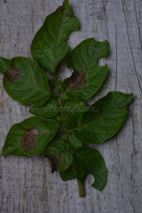Leaves of Potato Plant Stricken Phytophthora Phytophthora Infestans. it