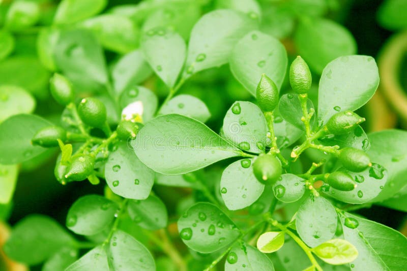 Leaves with raindrops and buds