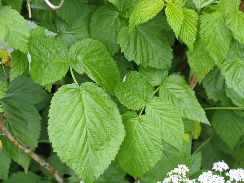 Leaves of raspberry royalty free stock photo