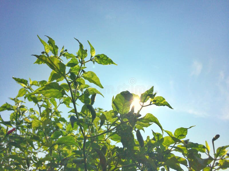 Leaves reflect sunlight stock image. Image of tree, sunlight 102681929