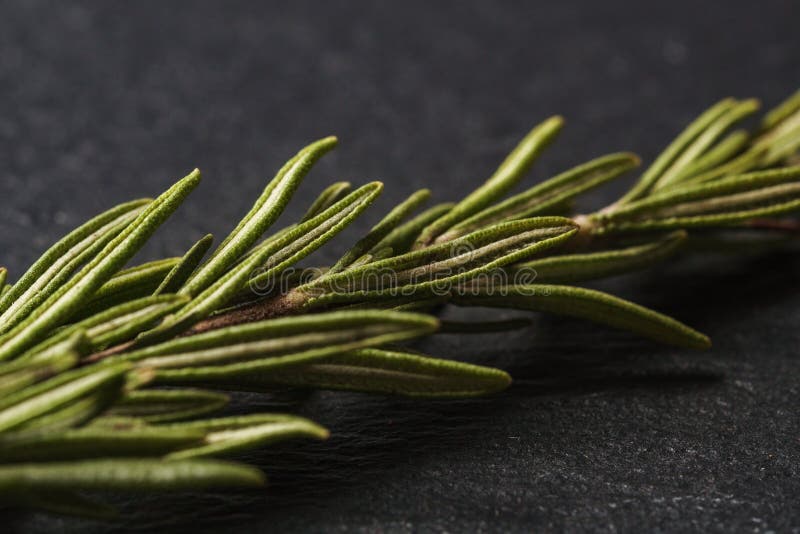 Leaves of rosemary on a dark background for cooking. Rosemary herbs close up stock images Leaves of rosemary on a dark background for cooking. Rosemary herbs close up stock images