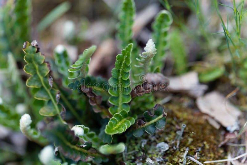 Leaves of a Rustyback Fern Asplenium Ceterach Stock Image - Image of ...