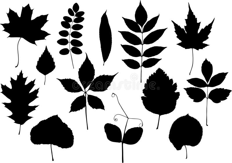 Leaves silhouettes